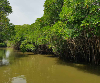 mangrove forest image